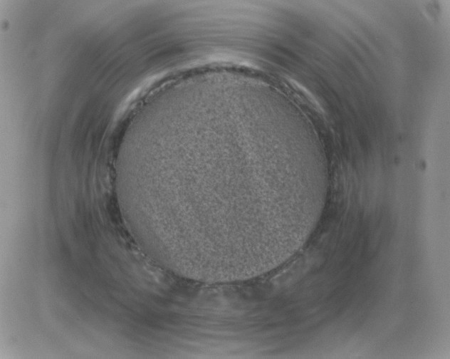 X0000081390776200701252103