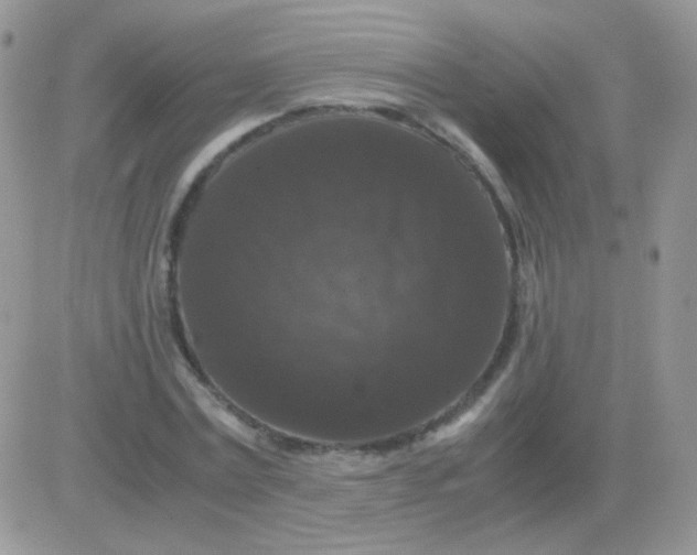 X0000081390779200701252103