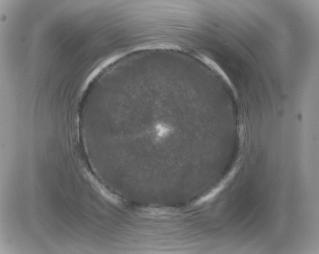 X0000081390781200701252103