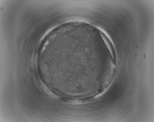 X0000081390783200701252103