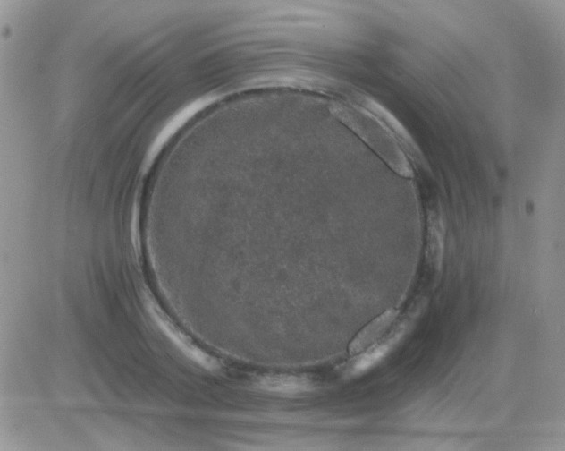 X0000081390788200701252103