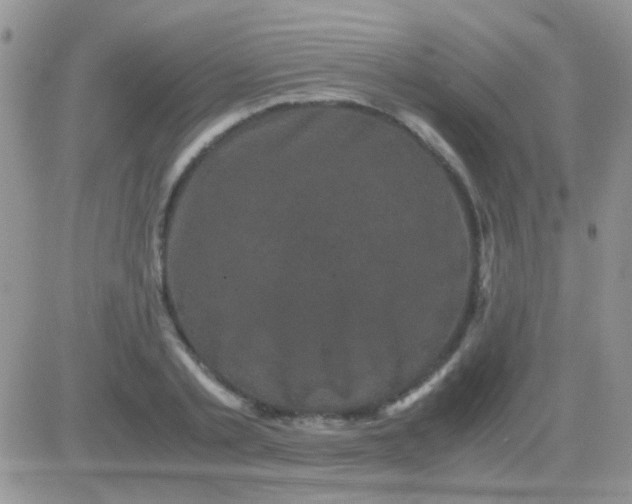 X0000081390789200701252103