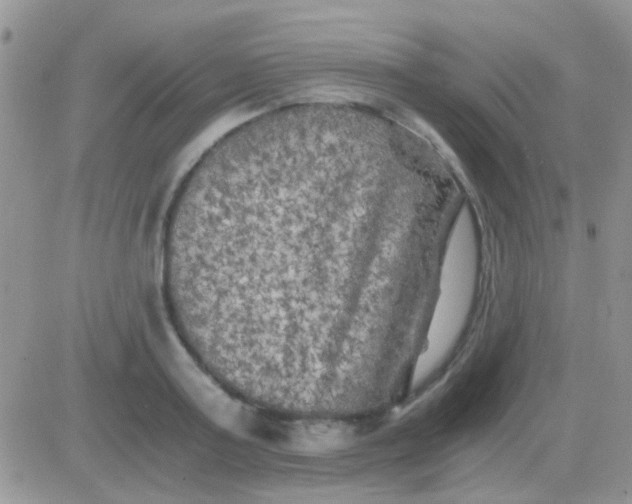 X0000081390795200701252103