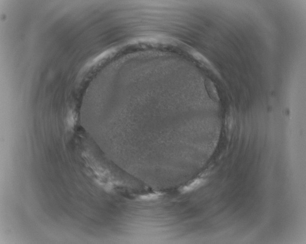 X0000081390822200701252102