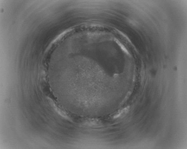 X0000081390823200701252102