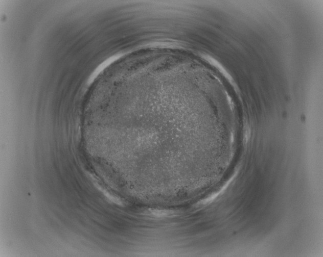 X0000081390829200701252102