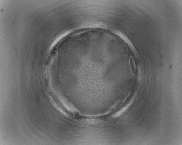 X0000081390834200701252102