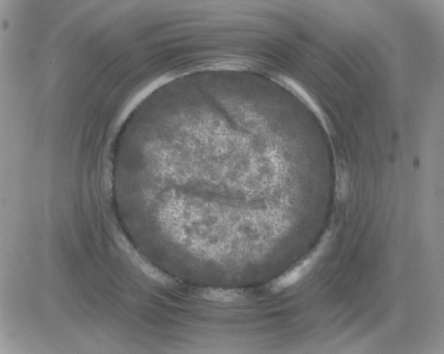 X0000081390835200701252102