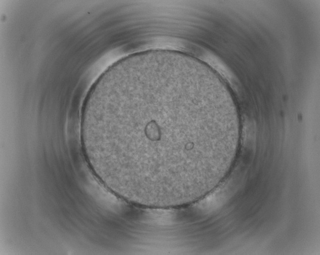 X0000081390836200701252102