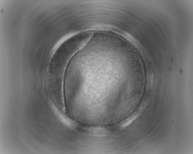 X0000081390838200701252102