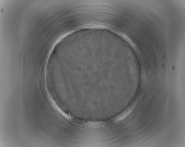 X0000081390840200701252102