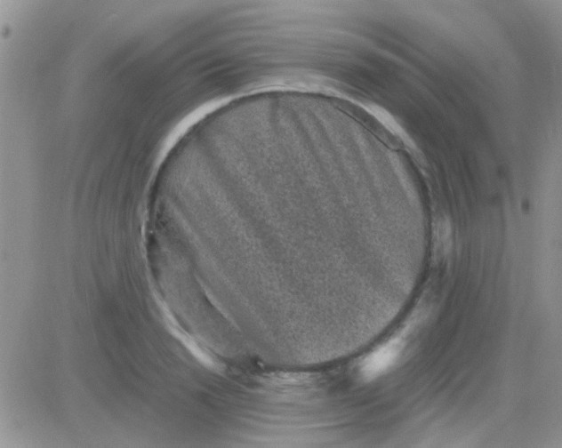 X0000081390846200701252102