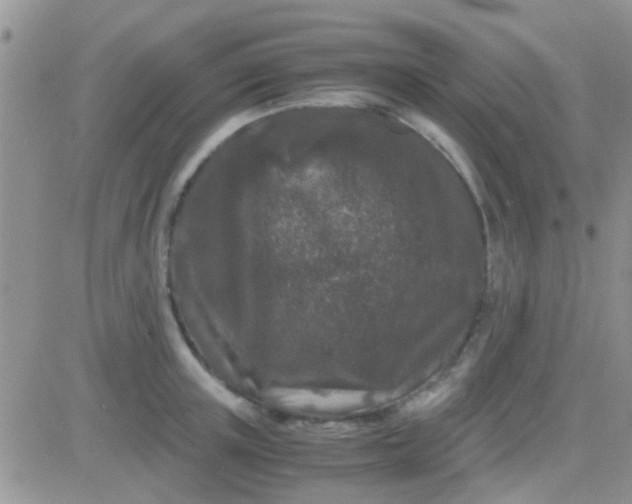 X0000081390851200701252102