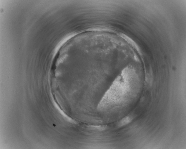 X0000081390855200701252102