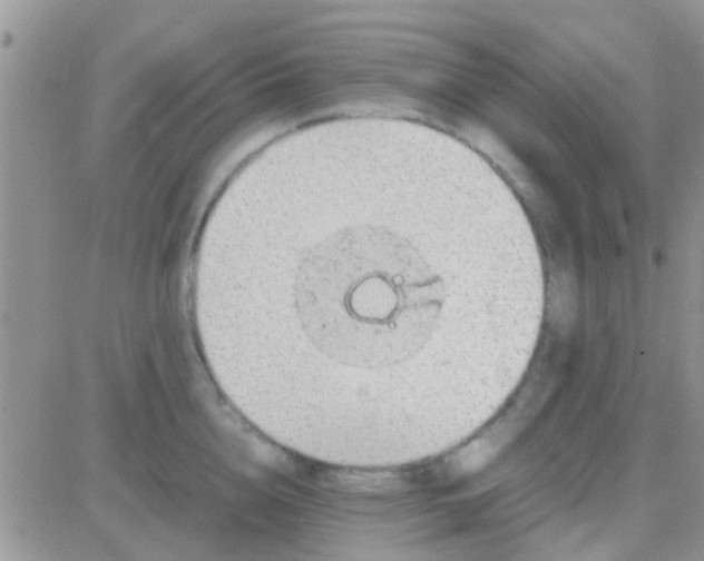 X0000081390856200701252102