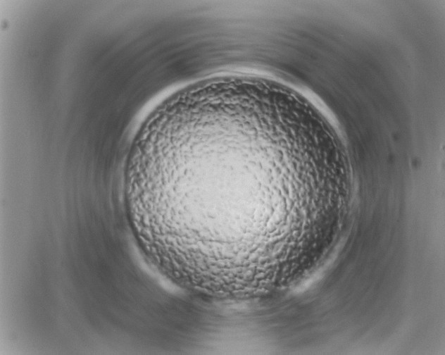 X0000081390862200701252102