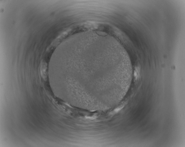 X0000081390867200701252102