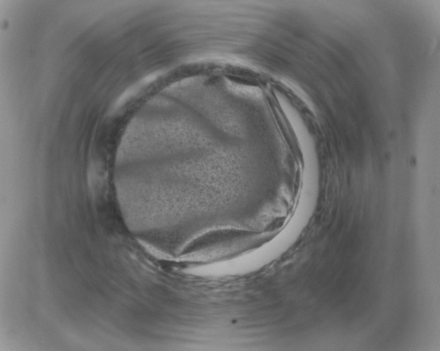 X0000081390872200701252102