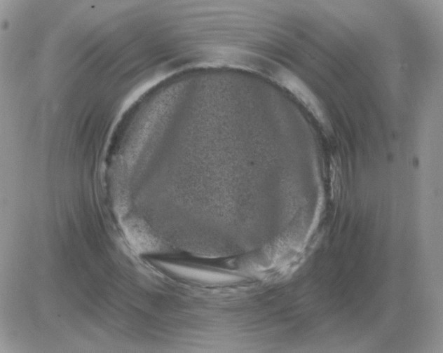 X0000081390876200701252102