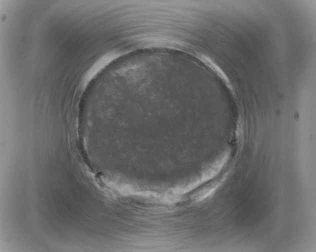 X0000081390877200701252101