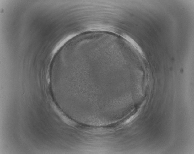 X0000081390885200701252101