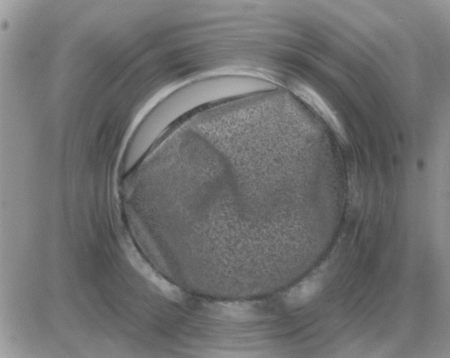 X0000081390900200701252101