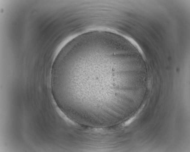 X0000081390903200701252101