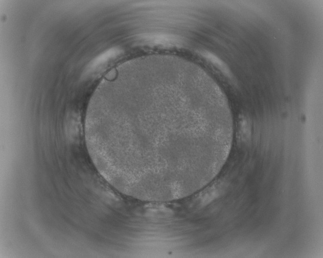 X0000081390918200701252100