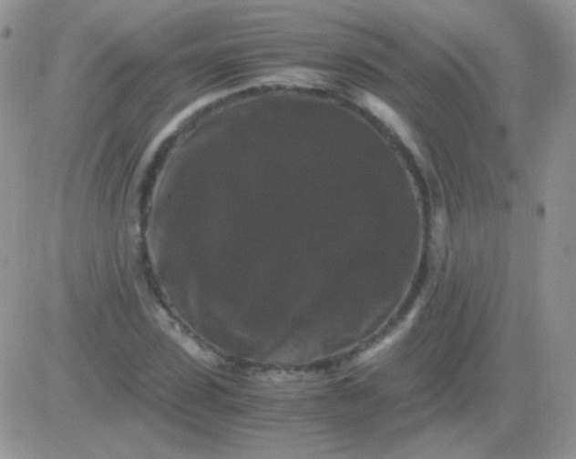 X0000081390923200701252100