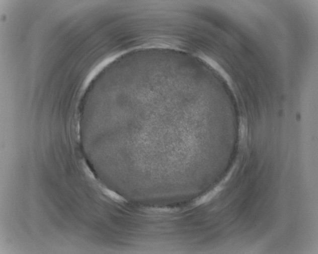 X0000081390925200701252100