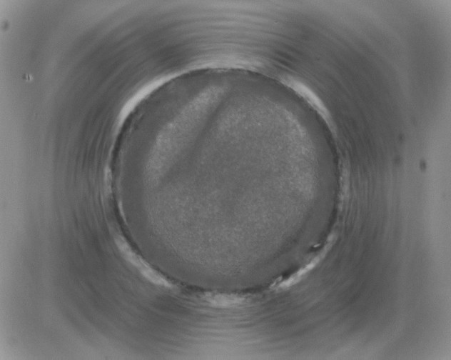 X0000081390928200701252100