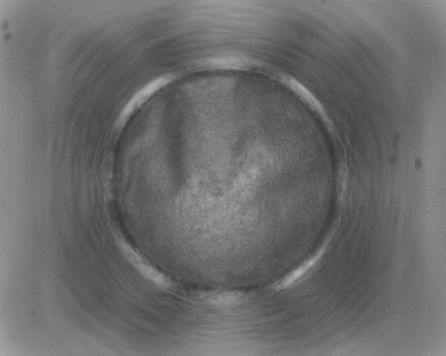 X0000081390930200701252100