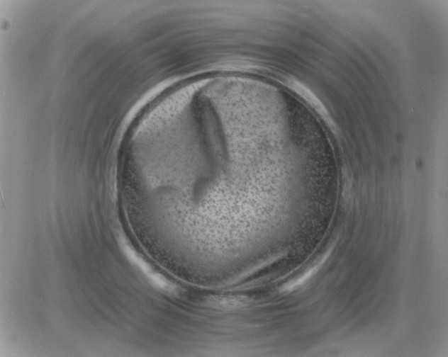 X0000081390939200701252101