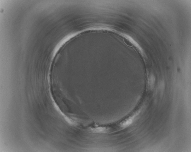 X0000081390943200701252101