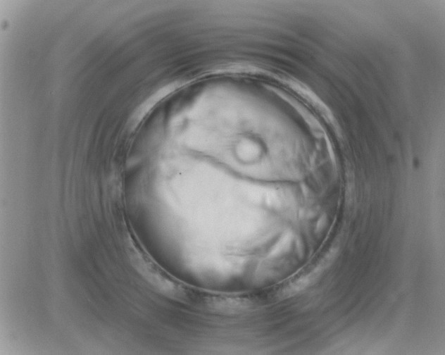 X0000081390945200701252101