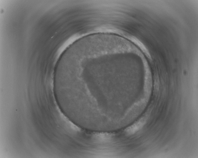 X0000081390950200701252101