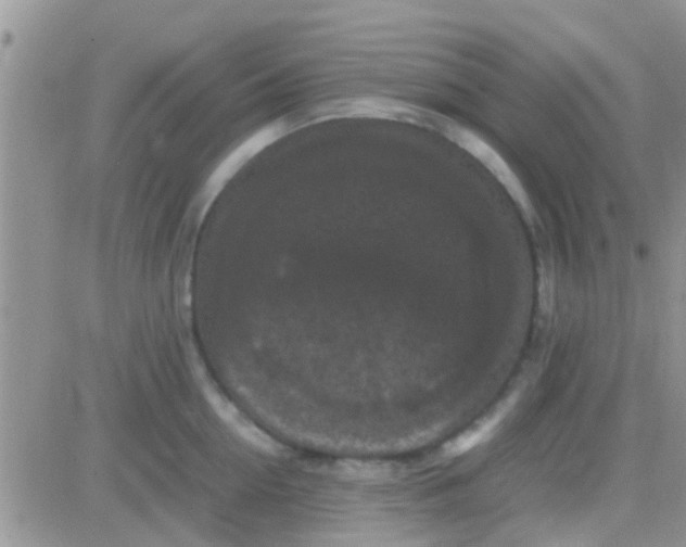 X0000081390954200701252101