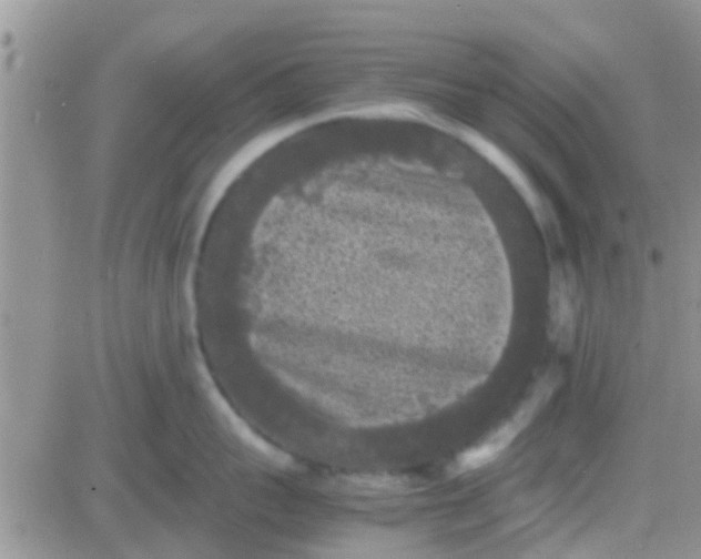 X0000081390959200701252101