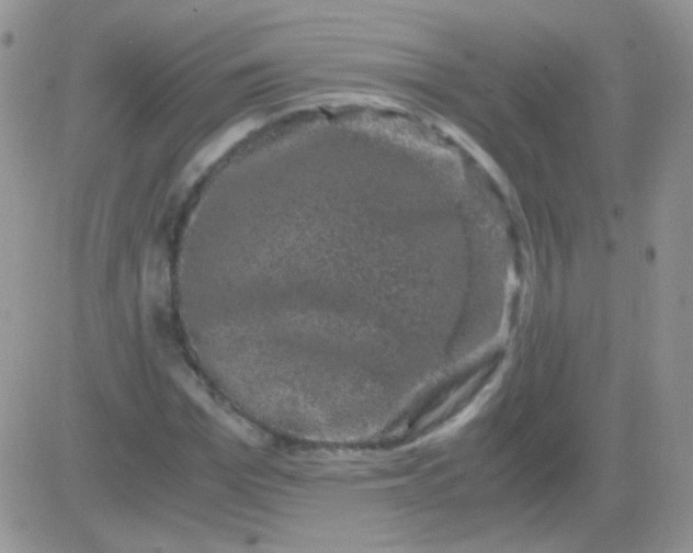 X0000081390969200701252100