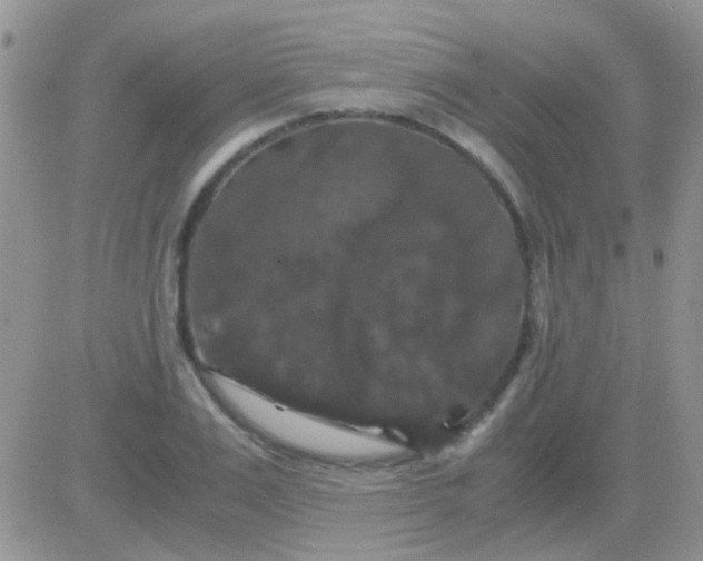 X0000081390983200701252100