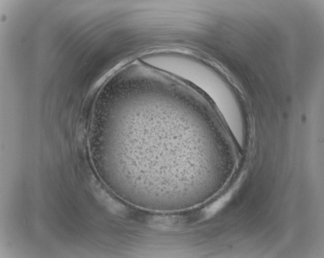 X0000081390985200701252100