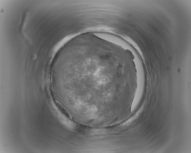 X0000081390989200701252100