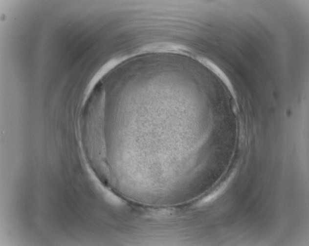 X0000081390997200701252059