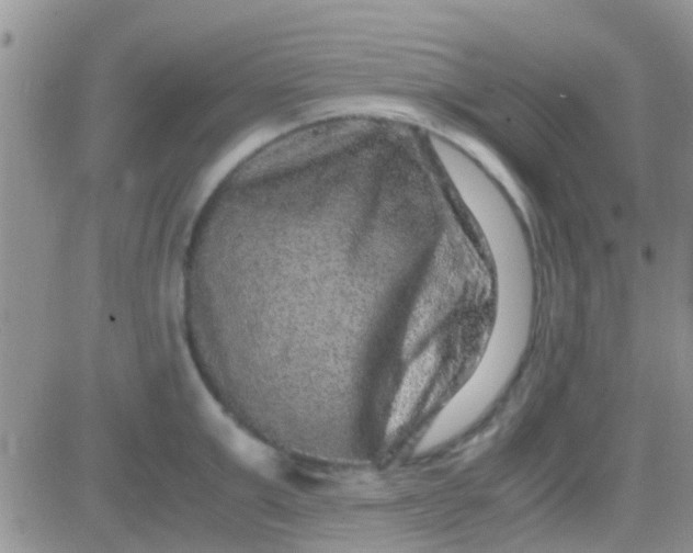 X0000081390999200701252059