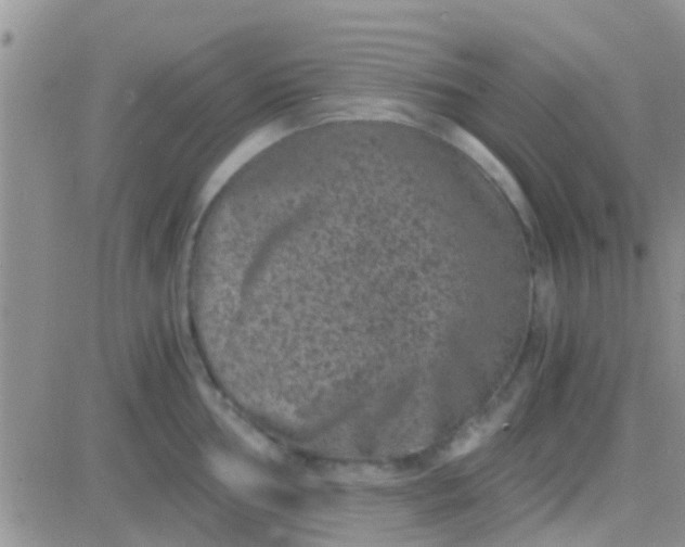 X0000081391002200701252059