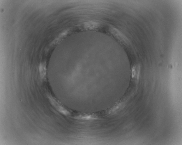 X0000081391011200701252059