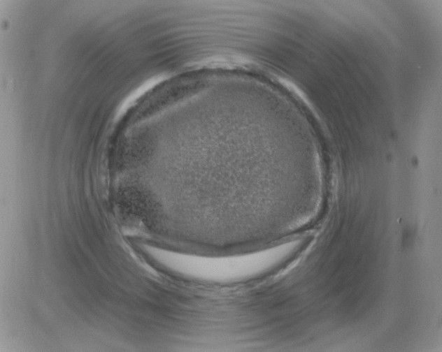 X0000081391018200701252059