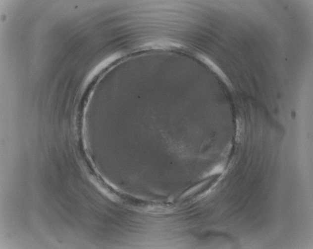 X0000081391026200701252059