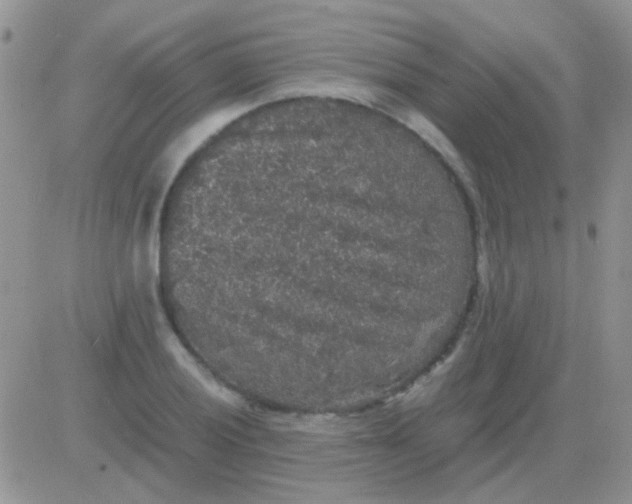 X0000081391028200701252059