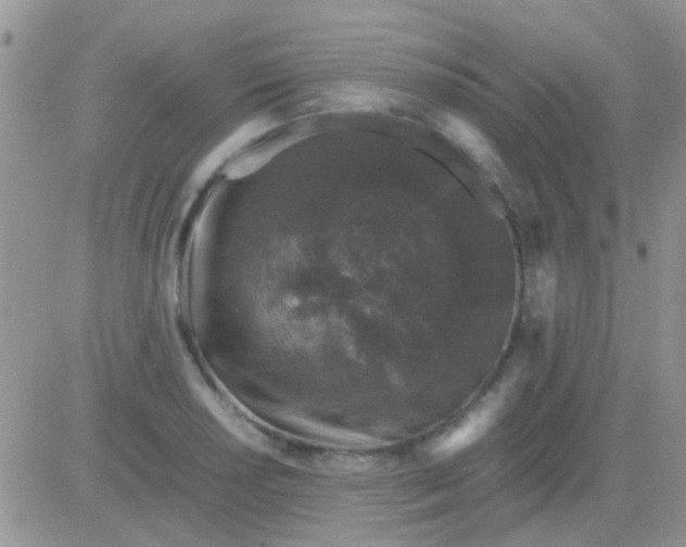 X0000081391034200701252059